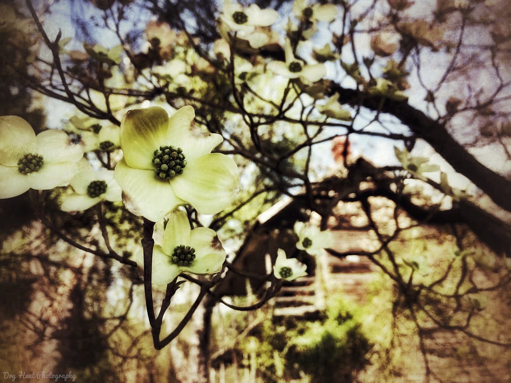 Dogwood tree in bloom at an abandoned house in Jefferson, Maryland.